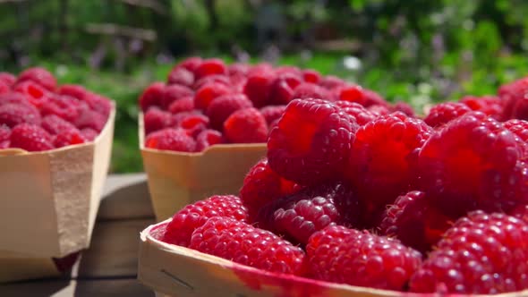 Beautifull Baskets Full of Juicy Red Raspberries