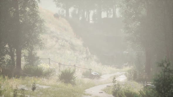 Sunbeams Entering Coniferous Stand on a Misty Summer Morning alt