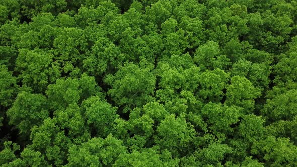 Drone's Eye View  Forrest From Above Aerial Top Down Green Forest Background Caucasus Russia