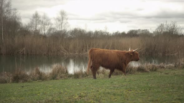 Highland cow walking across agricultural field