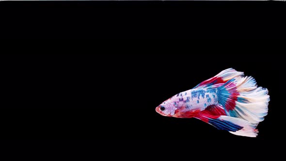 Slow motion of Siamese fighting fish (Betta splendens), well known name is Plakat Thai alt