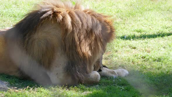 Lion cleaning himself in the zoo.