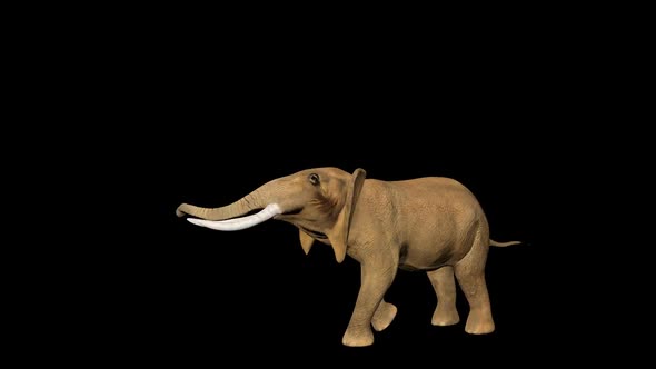 4K Tiny Circus Elephant