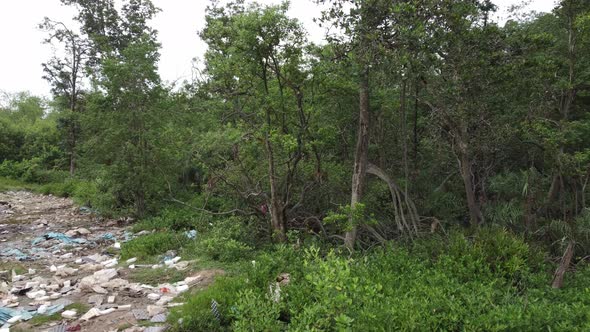 Monkeys search food at mangrove tree