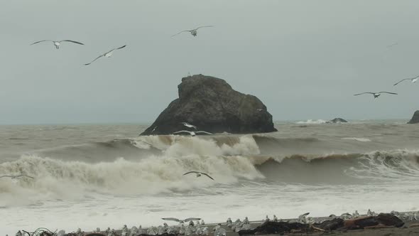 Slow motion wide shot of seagulls landing on the beach. In the background waves can be seen crashing