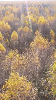 Vertical Video of a Forest with Trees During the Day