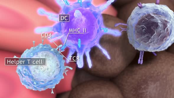 Cytosine T cell clears tumor cells