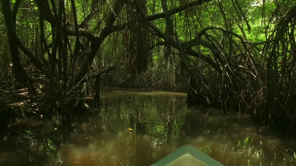 Boat Ride Thru The Mangroves River