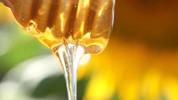 Slow motion of dripping honey from wooden dripper on sunflower background, close up pouring honey