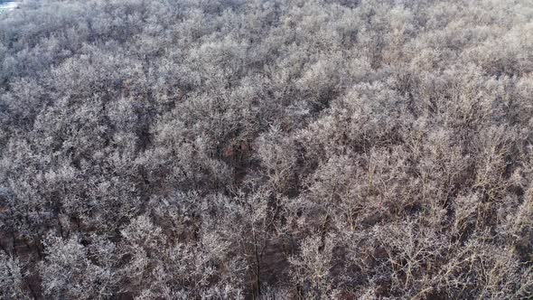 Forest covered with snow. Beautiful winter scenery from drone