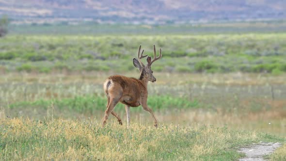 Mule deer buck in velvet running through field in slow motion