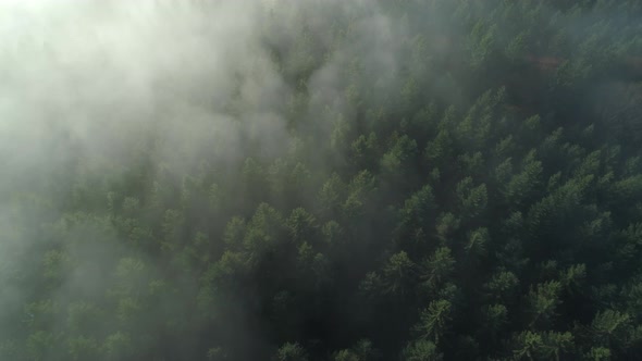 Aerial view of forest through fog, autumn, Black Forest, Germany