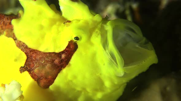 Dwarty frogfish stretches it's mouth. A red and yellow juvenile dwarty frogfish is stretching it's m