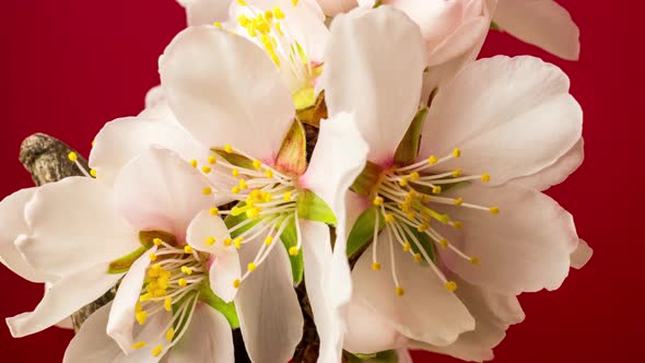 Almond Blossom Timelapse on Red