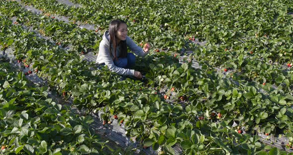 Woman Picking Strawberry