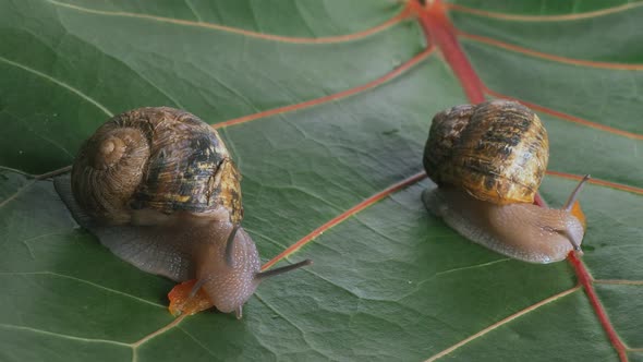 Two Grape Snails Eat Food