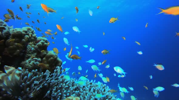 Colourful Fish and Blue-Green