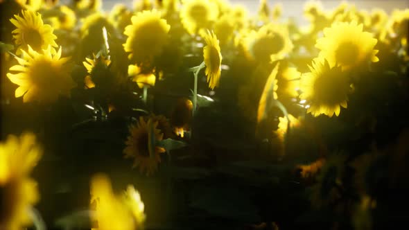 Sunflower Field on a Warm Summer Evening