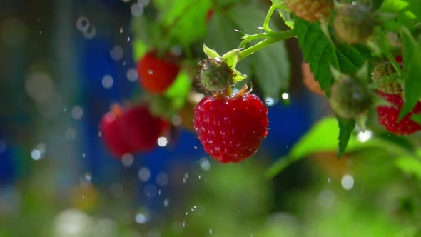 Summer Rain Dripping on a Bush Full of Raspberries