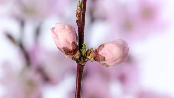 Peach Fruit Flower Blossom Timelapse on Blue 2