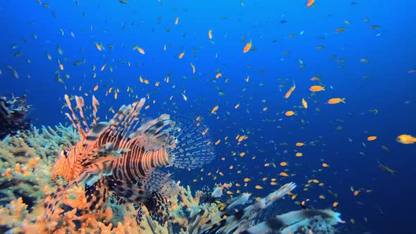 Underwater Orange Fish Scenery Lionfish