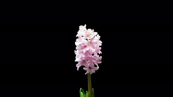 Time Lapse of Hyacinth Flower