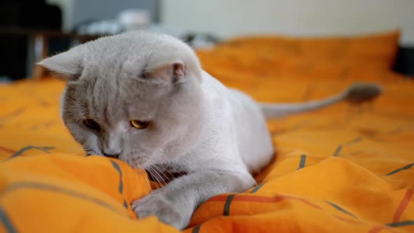 Playful Trimmed Gray Scottish Cat Plays with a Hand Under the Covers on the Bed