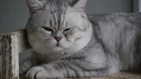 Cute Cat Lyning On Wooden Shelf Under Light From A Window Slow Motion