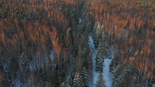 Red Forest in Winter