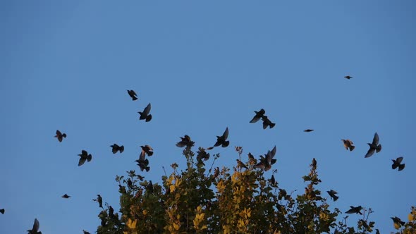 Flock of birds, Starlings (Sturnus vulgaris) surrounding their sleeping tree. France