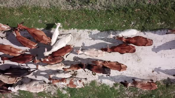 Top down view livestock herd of cows walk