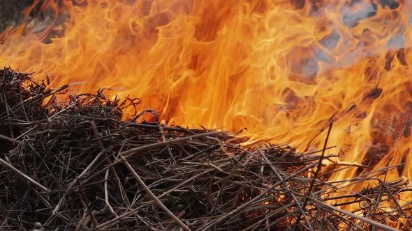 Dry grass burns in a bright flame in the forest