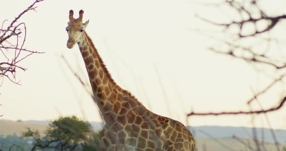 Still Shot of a Giraffe Standing and Looking at Camera in African Grasslands