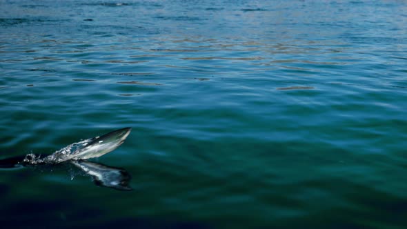 Close up Of Atlantic Salmon Jumping Out Of The Water.