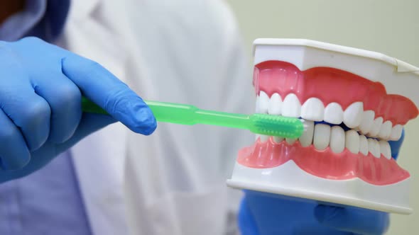 Dentist holding a mouth model and tooth brush