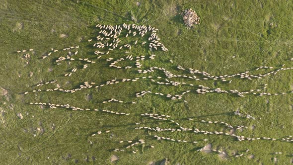 Aerial view of hundreds of sheep.