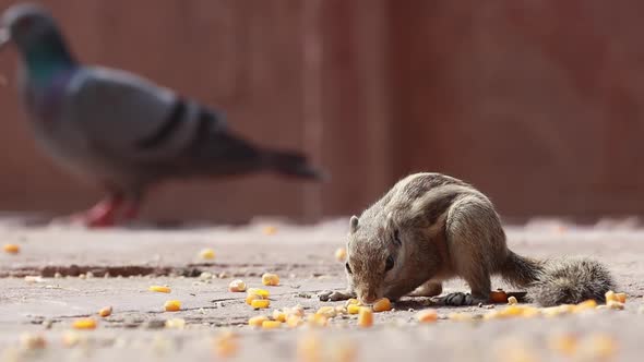 Indian Palm Squirrel or Threestriped Palm Squirrel Funambulus Palmarum