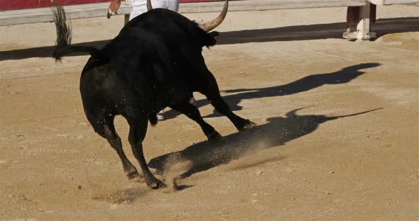 French-style bloodless bullfighting, in Saintes-Maries de la Mer, Camargue, France