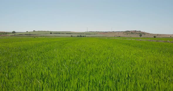 Drone Shot with Ascending Top View of Green Paddy Field on Agricultural Land and Irrigation Channel