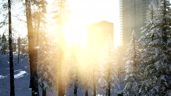 Sity and Forest in Snow at Sunrise