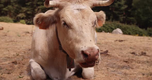 Close up of a Cow laying on the grass Grazing In A Field