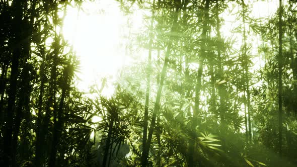 The Sun's Rays Penetrate Between the Twigs and Bamboo Leaves alt
