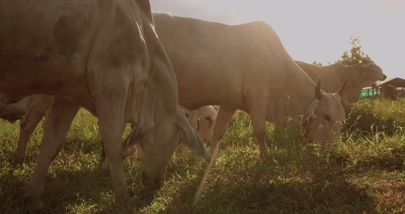 A herd of well-groomed cows and steers graze in a meadow.