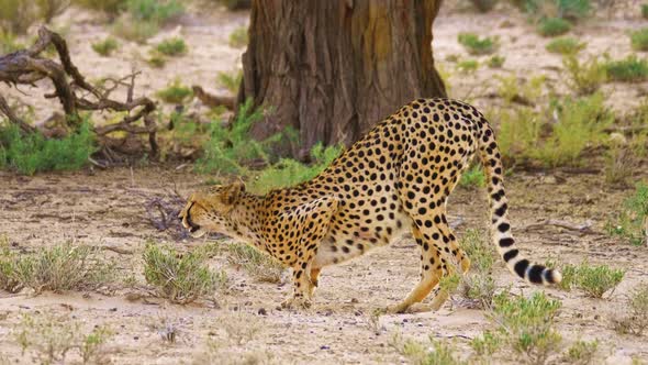 Male Cheetah Crouched Down To Drink Water From A Puddle Of Rain On The Field In South Africa. - wide