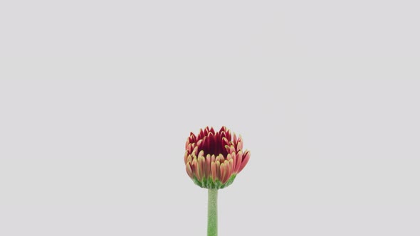 Time Lapse Daisy Flower Opening