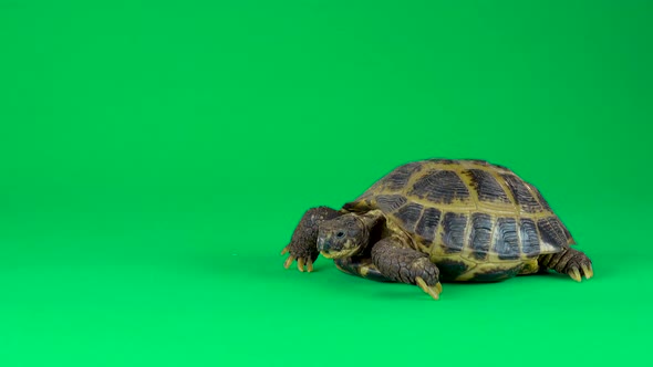 Turtle on a Green Background Screen