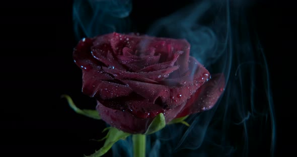 Dense Smoke in Flower