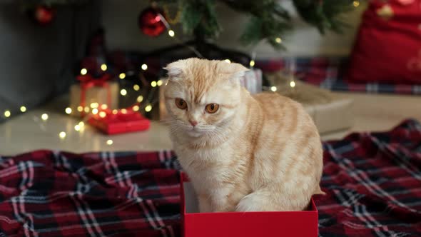 Cat Sitting in Gift Box on Background of Decorated Christmas Tree with Lights and Gifts