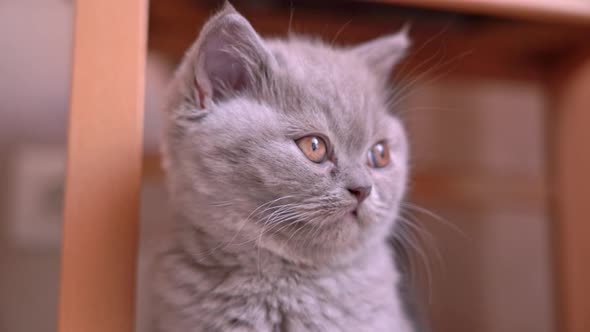 British Fold Kitten Ash Color Poses for the Camera Closeup