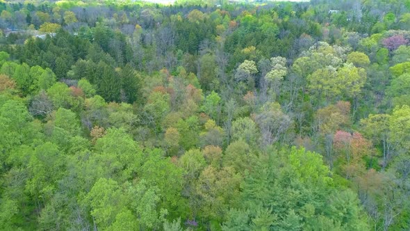 Aerial View of Spring Time Colors of a Forest